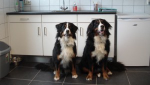 binnenkennel2