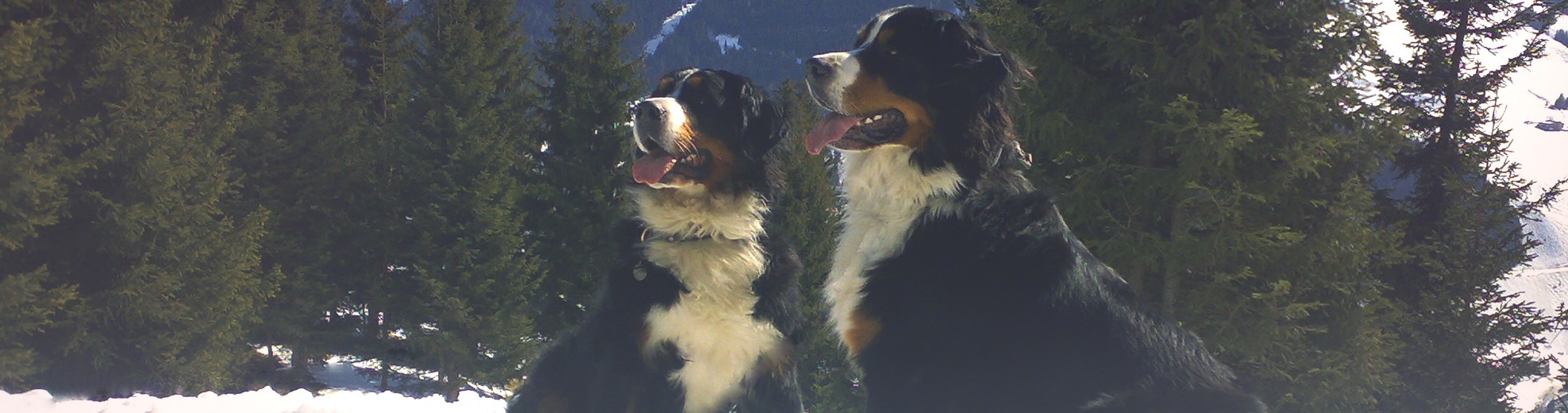 Berner Kennel Hoge Veluwe'