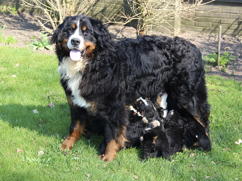 Pups | Sennen De Veluwe