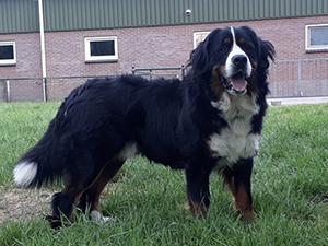 Dekreuen Berner Sennen Kennel Hoge Veluwe