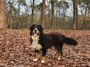 Dekreuen Berner Sennen Kennel Hoge Veluwe